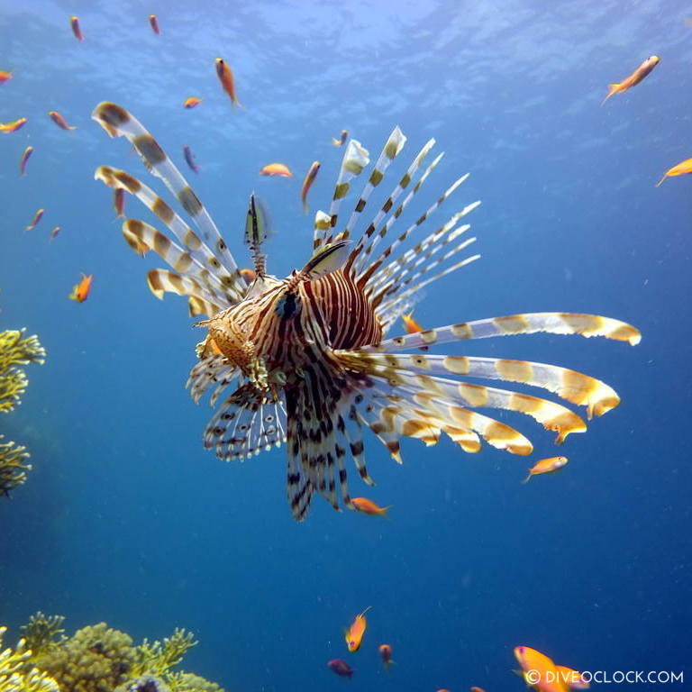 Lionfish red sea egypt marsa alam el quseir