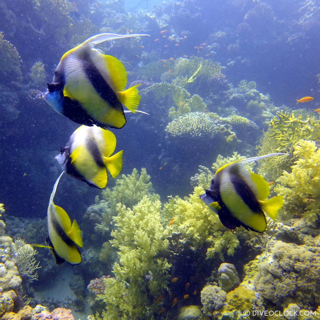 Bannerfish red sea egypt marsa alam el quseir