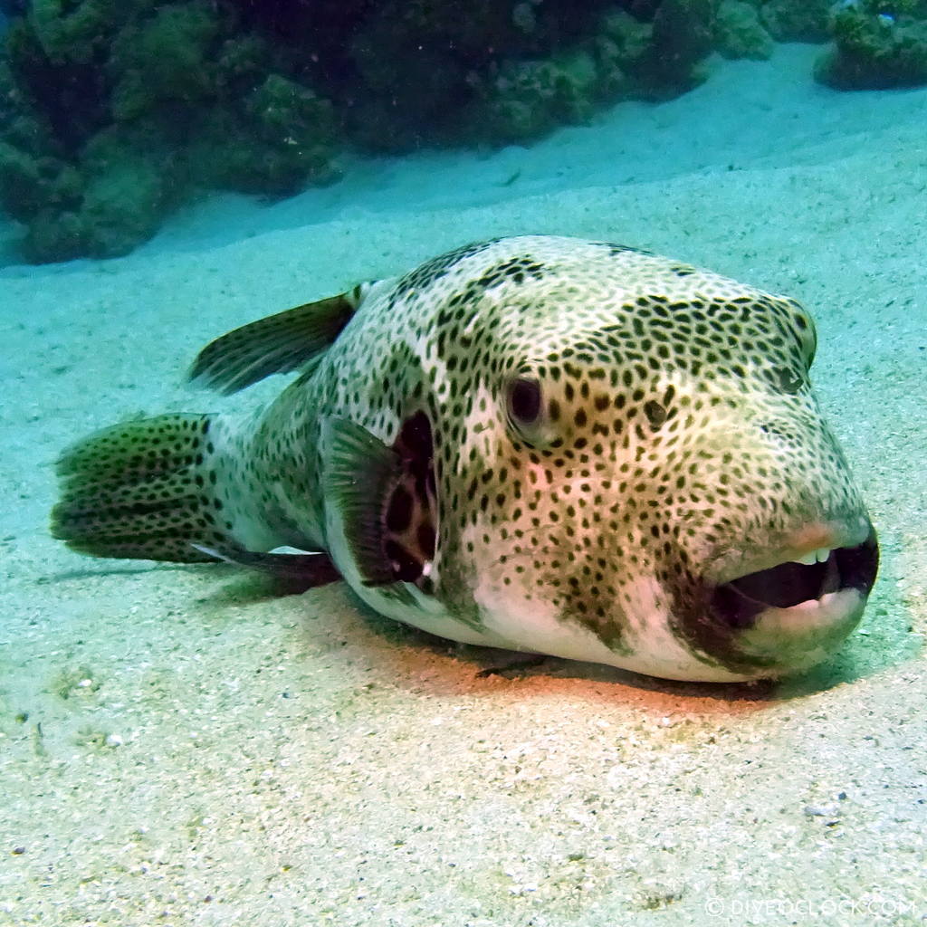 Pufferfish red sea egypt marsa alam el quseir