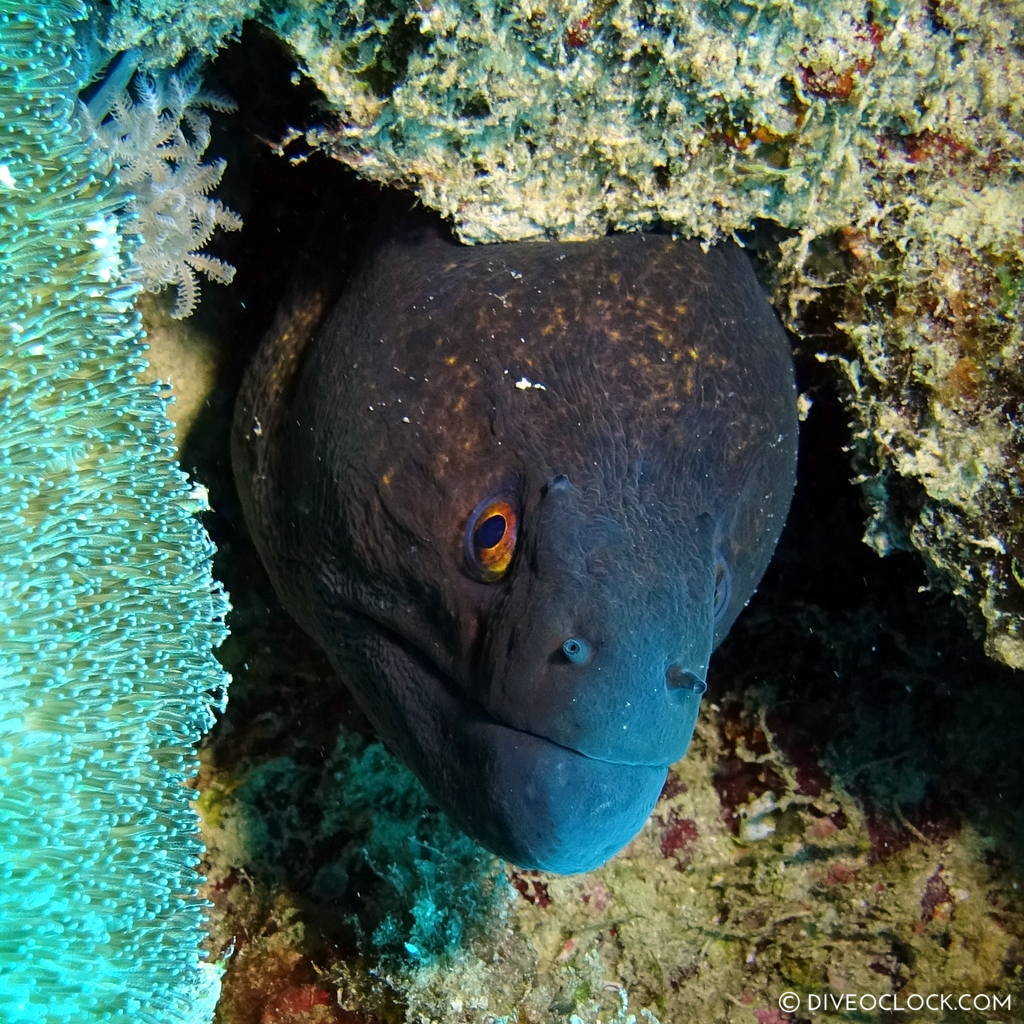 Moray eel red sea egypt marsa alam el quseir