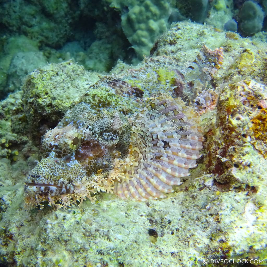 Scorpionfish red sea egypt marsa alam el quseir