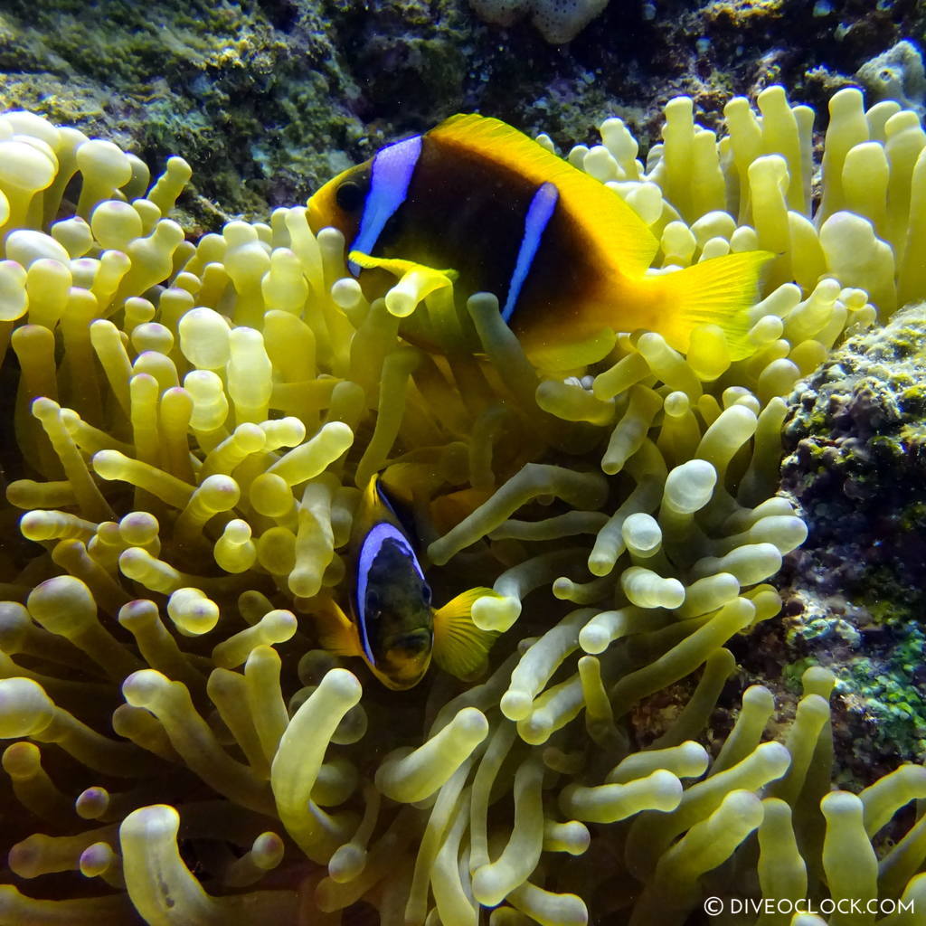 Anemonefish red sea egypt marsa alam el quseir