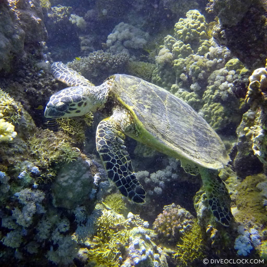 Turtle red sea egypt marsa alam el quseir
