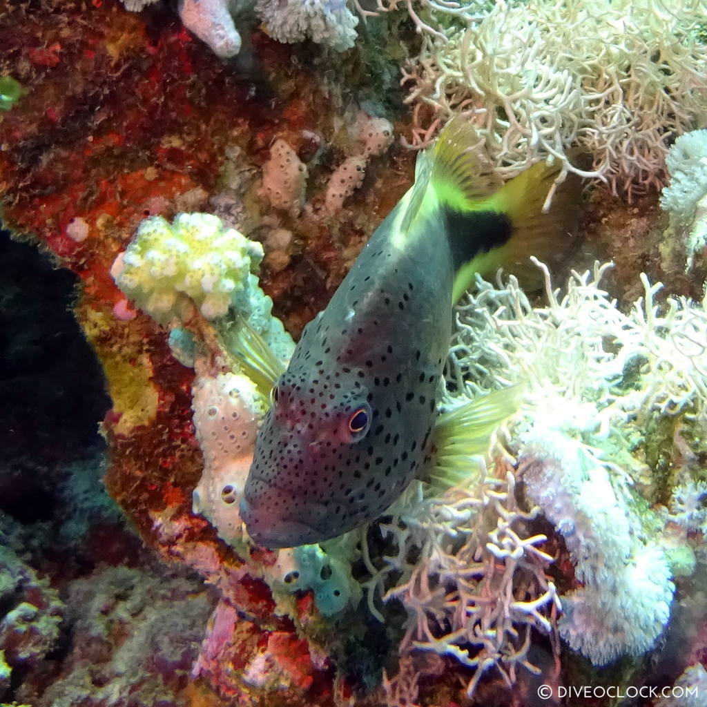 Fish red sea egypt marsa alam el quseir