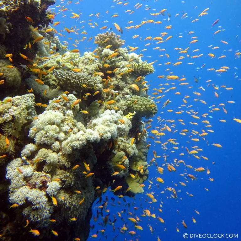 Anthias fuseliers corals red sea egypt marsa alam el quseir