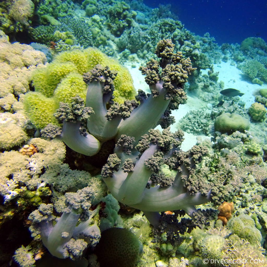 Softcoral red sea egypt marsa alam el quseir