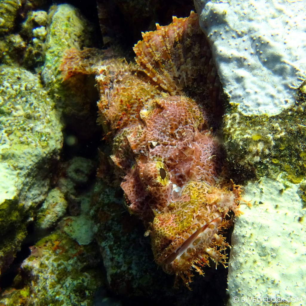 Scorpionfish red sea egypt marsa alam el quseir