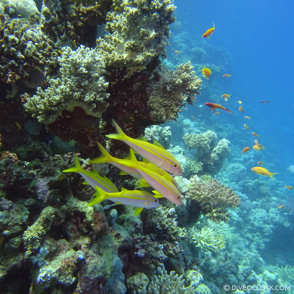 Coral reef red sea egypt marsa alam el quseir