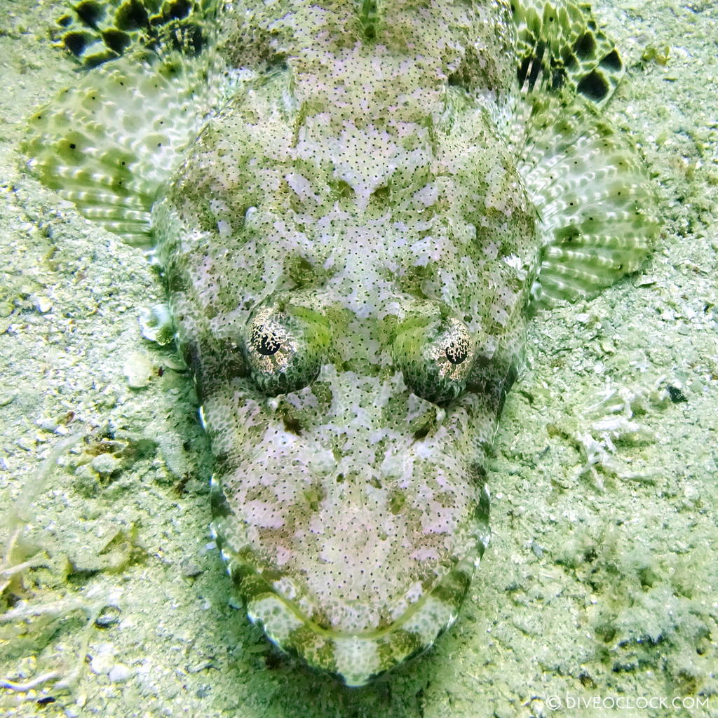 Crocodilefish red sea egypt marsa alam el quseir