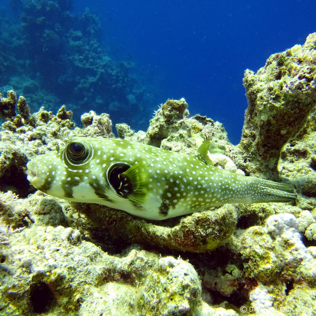 Pufferfish red sea egypt marsa alam el quseir