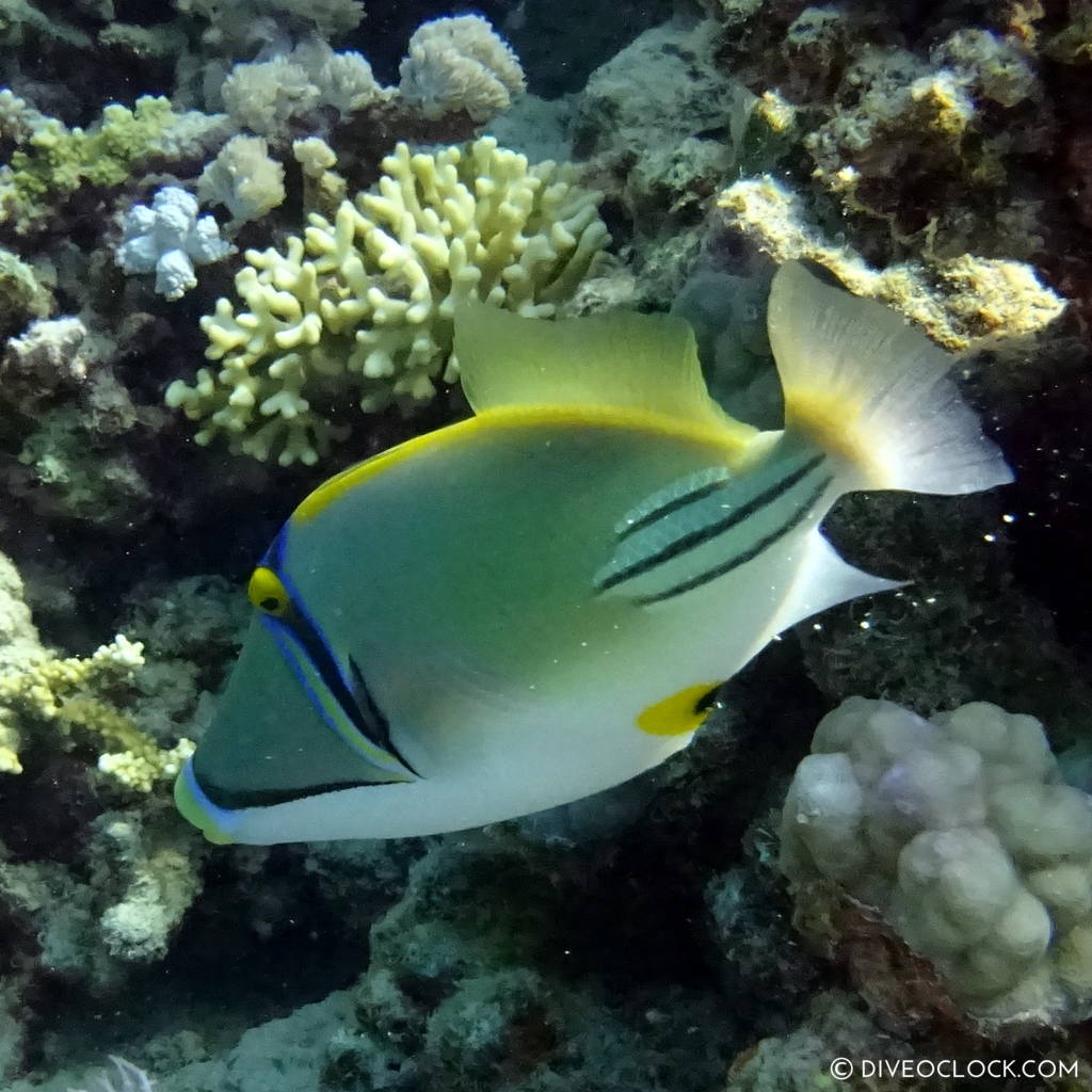 Triggerfish red sea egypt marsa alam el quseir