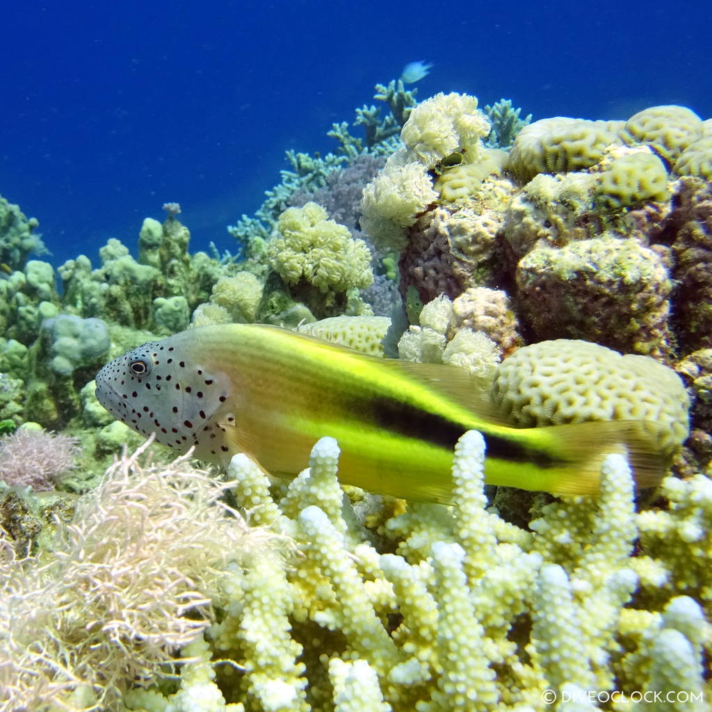 Fish red sea egypt marsa alam el quseir