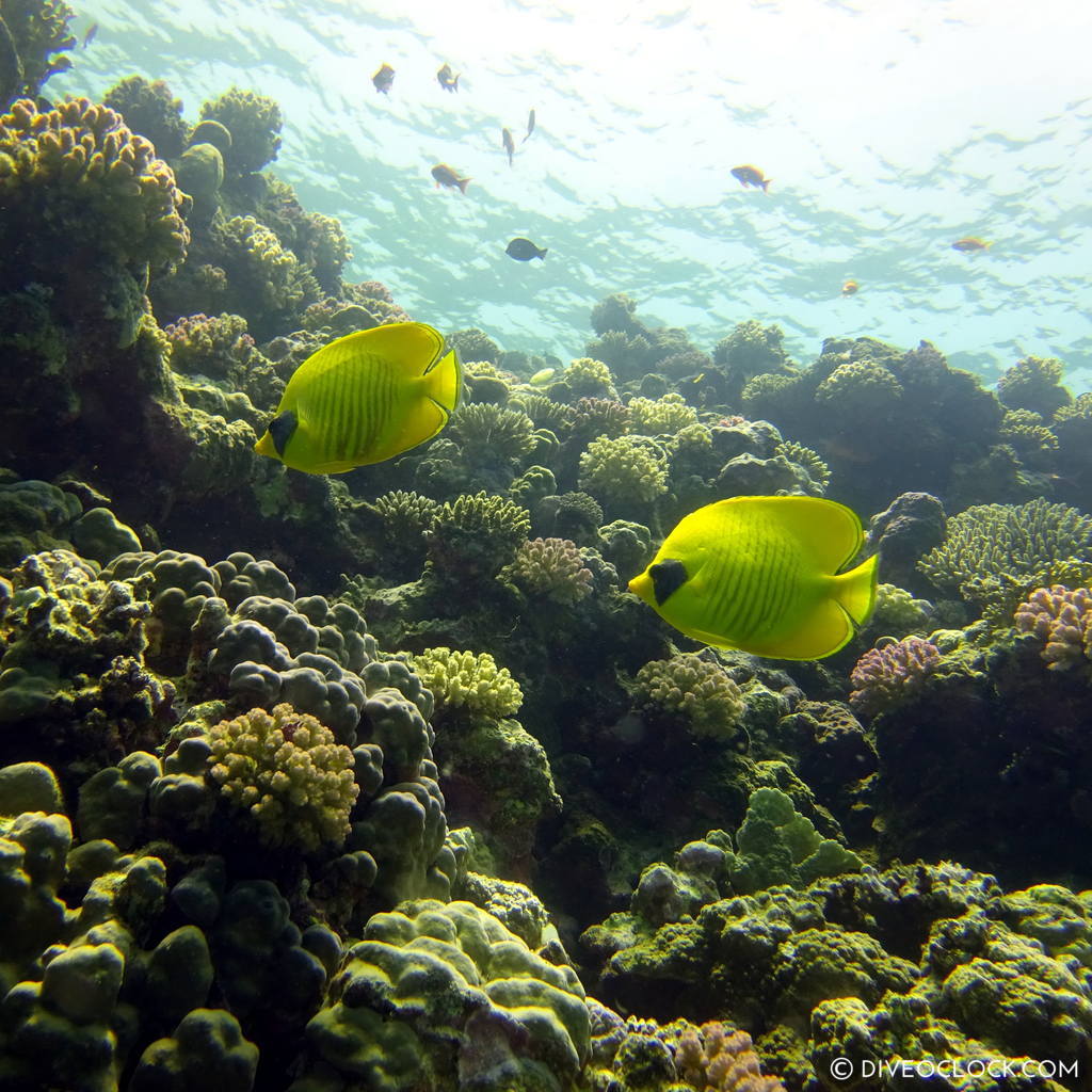 diveoclock scuba diving egypt red sea marsa alam el quseir deep ocean blue