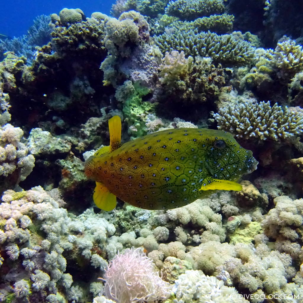 Boxfish red sea egypt marsa alam el quseir
