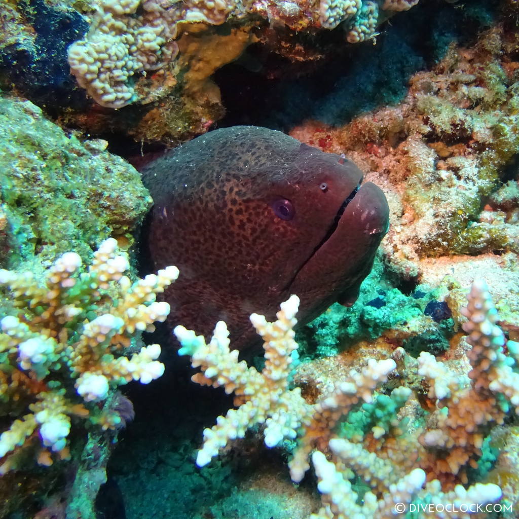 Moray eel red sea egypt marsa alam el quseir