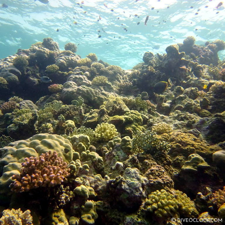 Coral reef red sea egypt marsa alam el quseir