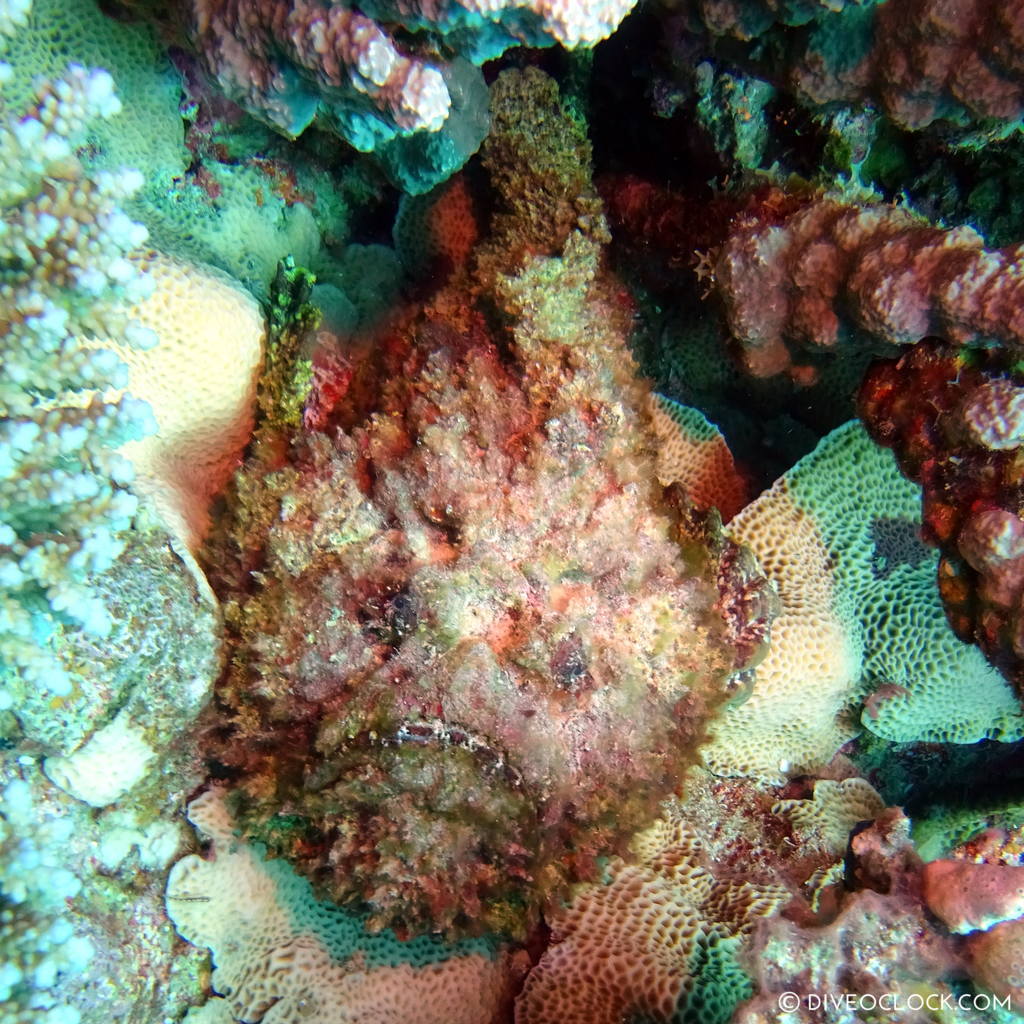 Stonefish red sea egypt marsa alam el quseir