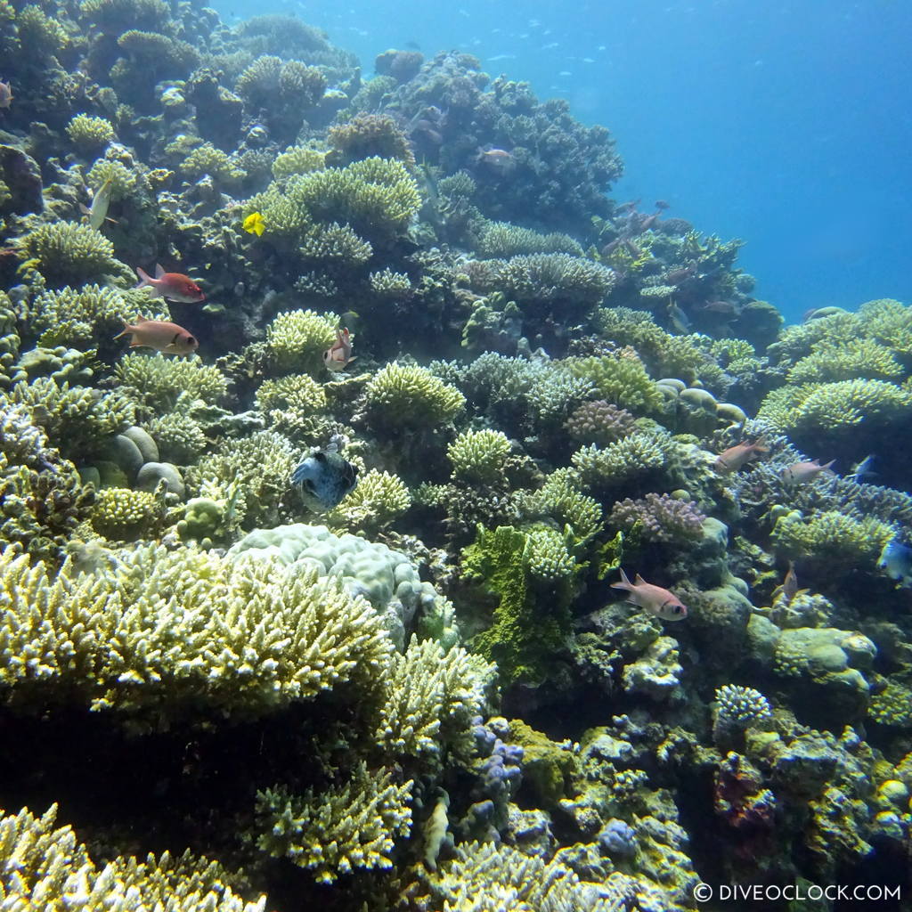 Coral reef red sea egypt marsa alam el quseir