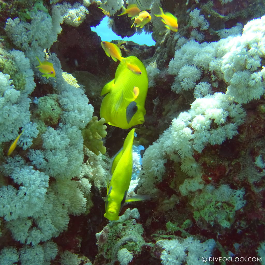 Butterflyfish  sea egypt marsa alam el quseir