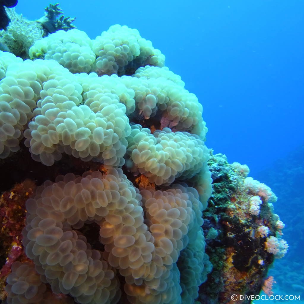 Bubblecoral red sea egypt marsa alam el quseir