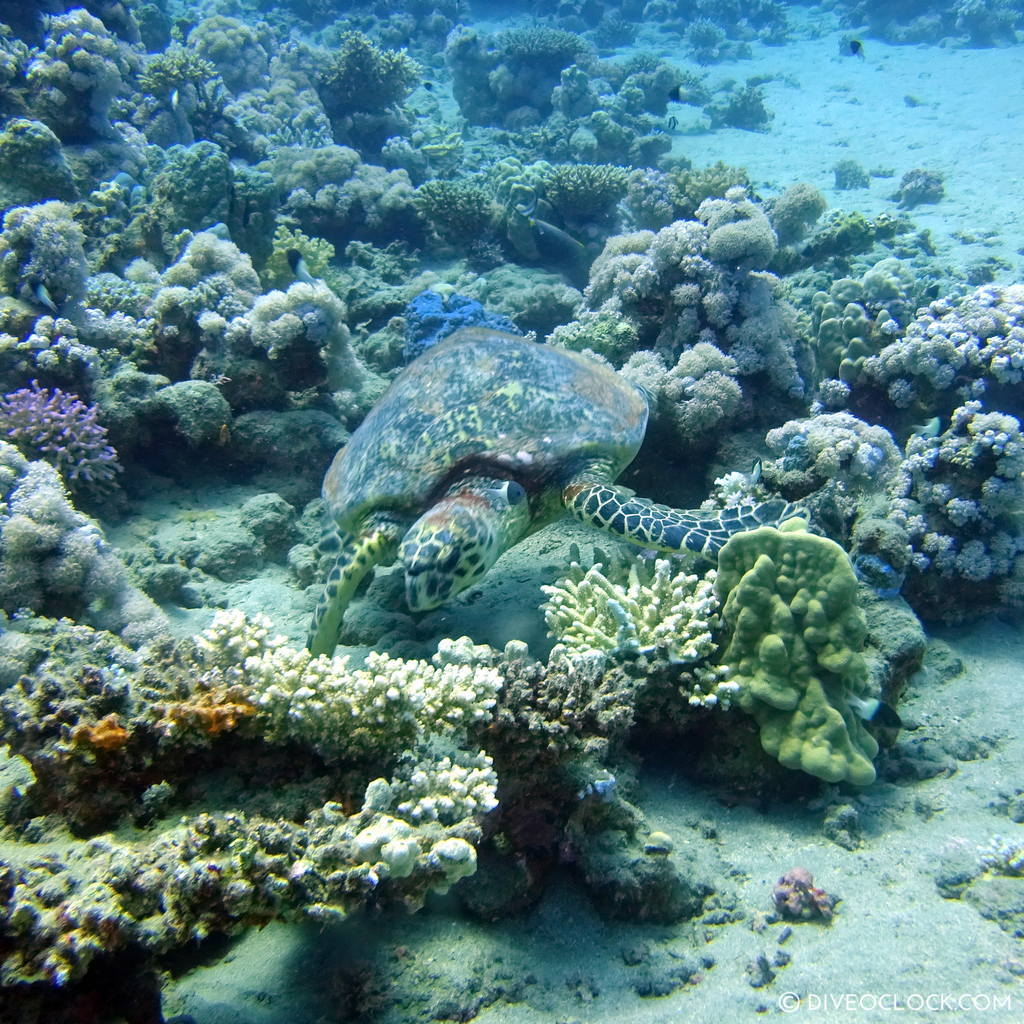 Turtle red sea egypt marsa alam el quseir