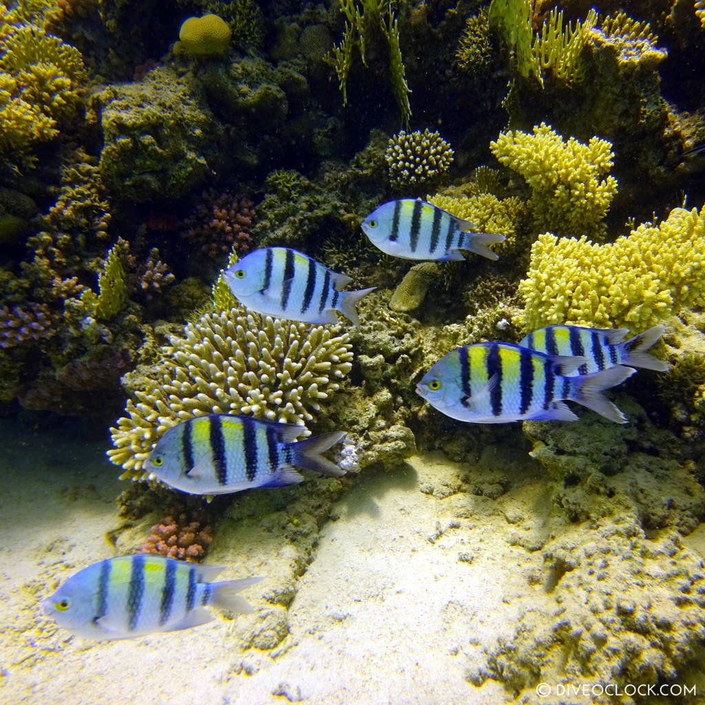 Sergeantfish red sea egypt marsa alam el quseir