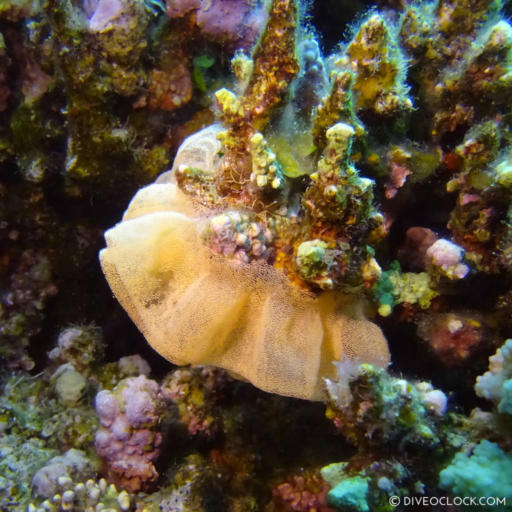 Spanish dancer eggs red sea egypt marsa alam el quseir