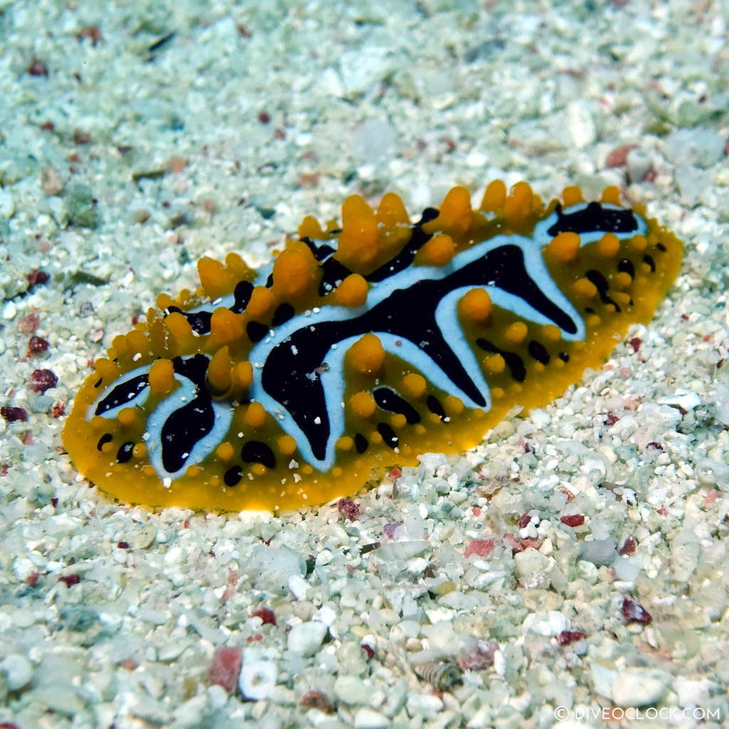 Nudibranch red sea egypt marsa alam el quseir