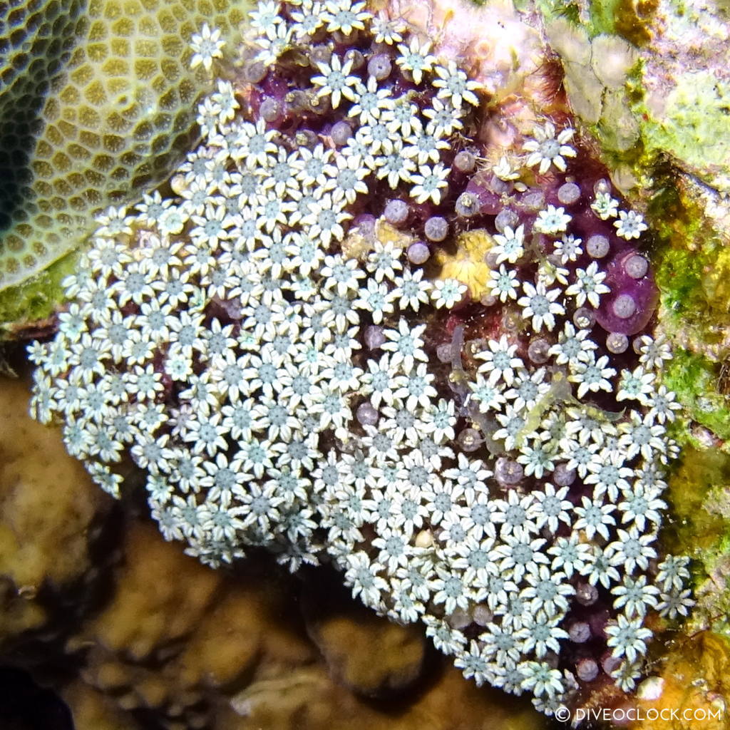 Soft coral red sea egypt marsa alam el quseir