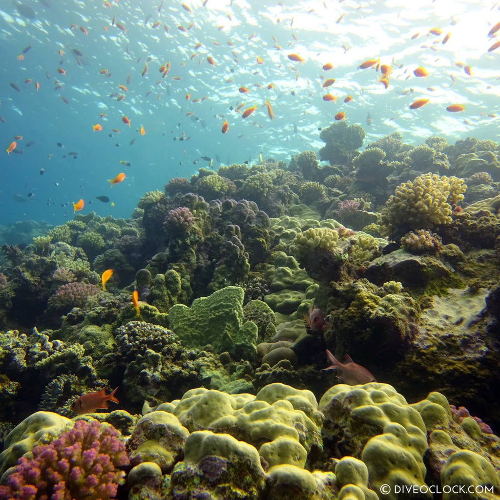 Coral reef red sea egypt marsa alam el quseir