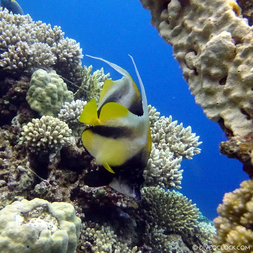 Bannerfish red sea egypt marsa alam el quseir