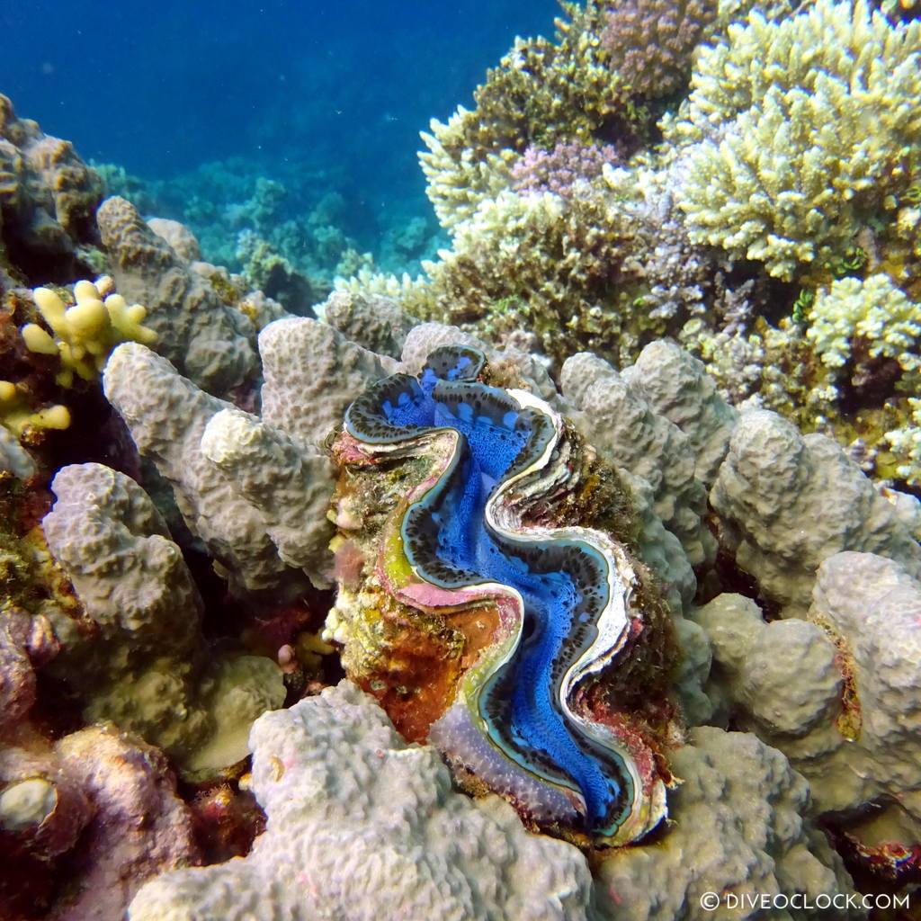 Giant clam red sea egypt marsa alam el quseir