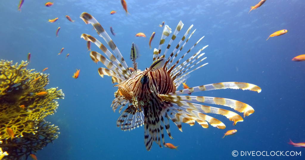 diveoclock scuba diving egypt red sea marsa alam el quseir lionfish