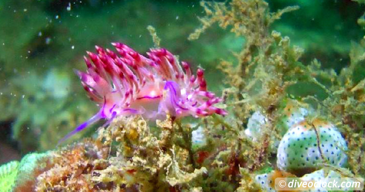 Koh Tao How to Organize Diving at this Hot Spot in Thailand Tips from a PRO  Asia Cambodia Koh Rong 