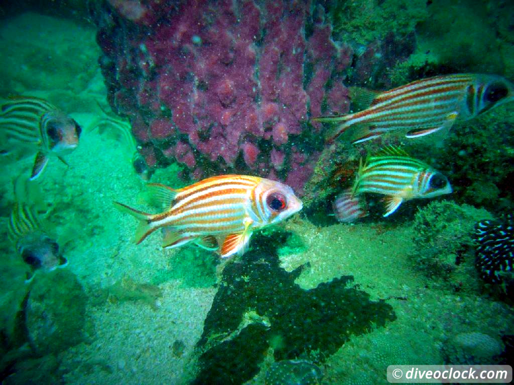 Koh Rong Diving with Sharks Nudibranch in Cambodia Koh Rong Cambodia Diveoclock 10