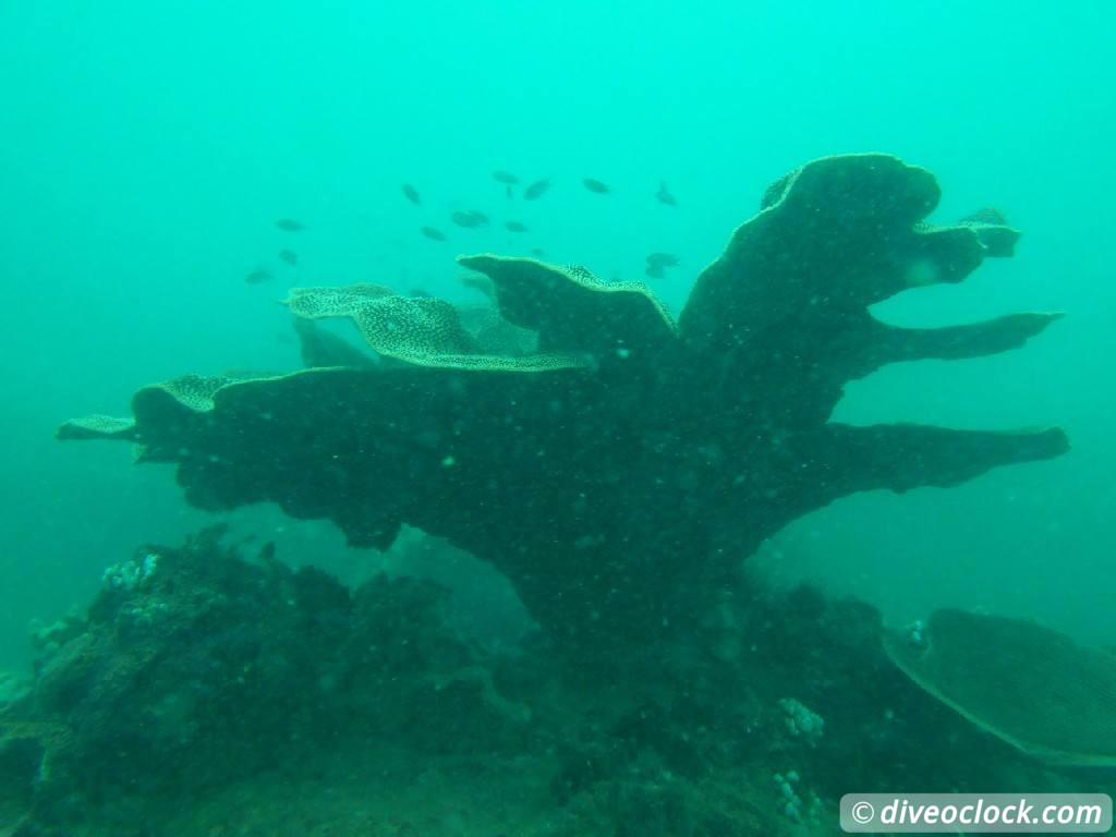 Koh Rong Diving with Sharks Nudibranch in Cambodia Koh Rong Cambodia Diveoclock 11