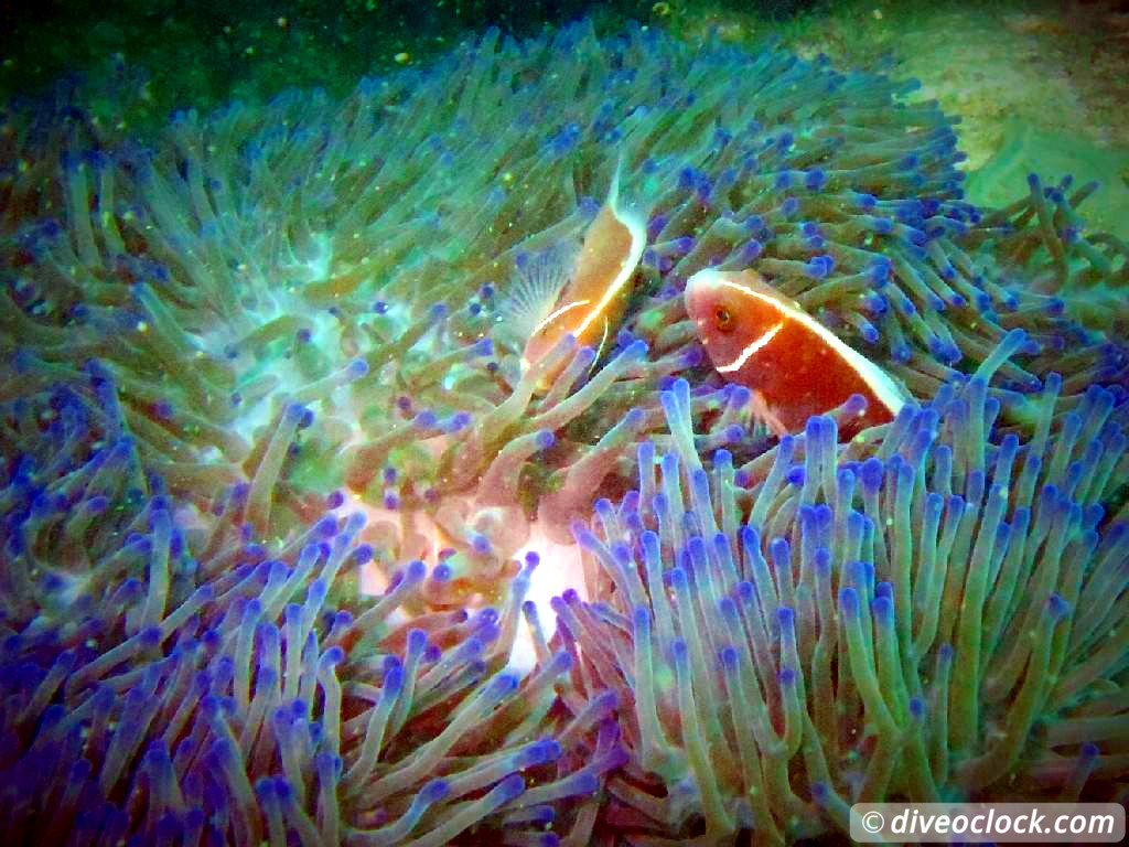 Koh Rong Diving with Sharks Nudibranch in Cambodia Koh Rong Cambodia Diveoclock 12