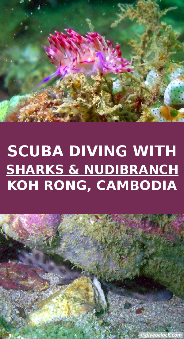 Koh Rong - Diving with Sharks & Nudibranch in Cambodia