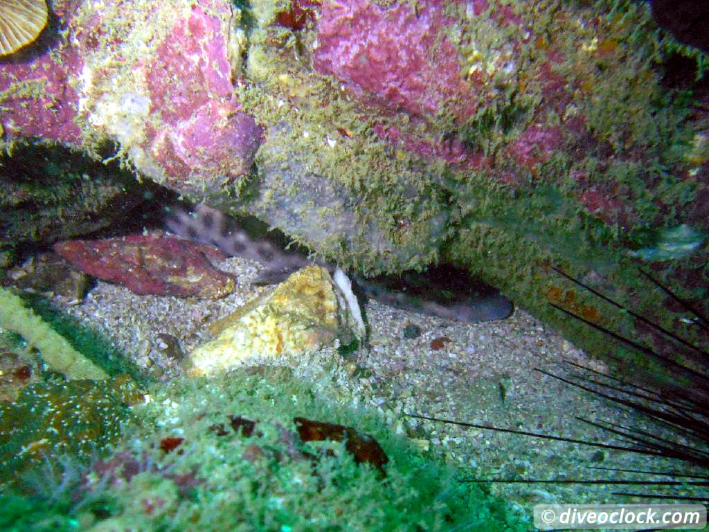 Koh Rong Diving with Sharks Nudibranch in Cambodia Koh Rong Cambodia Diveoclock 2