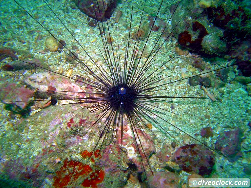 Koh Rong Diving with Sharks Nudibranch in Cambodia Koh Rong Cambodia Diveoclock 3