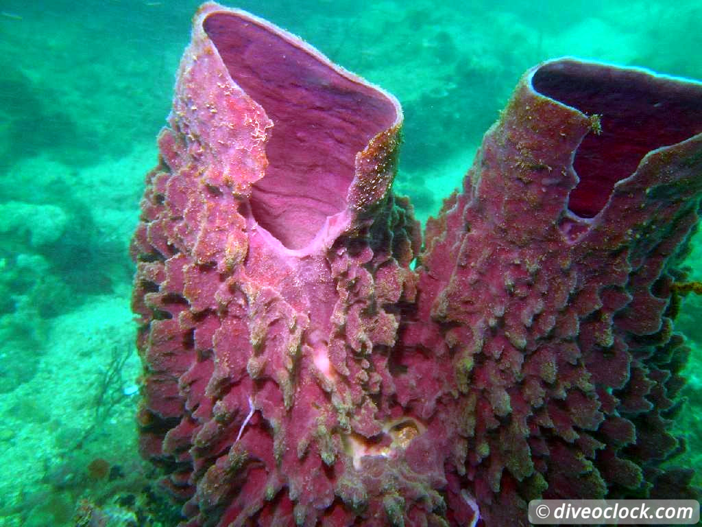 Koh Rong Diving with Sharks Nudibranch in Cambodia Koh Rong Cambodia Diveoclock 4