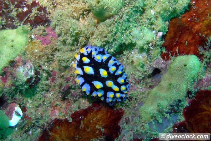 Koh Rong Diving with Sharks Nudibranch in Cambodia Koh Rong Cambodia Diveoclock 6