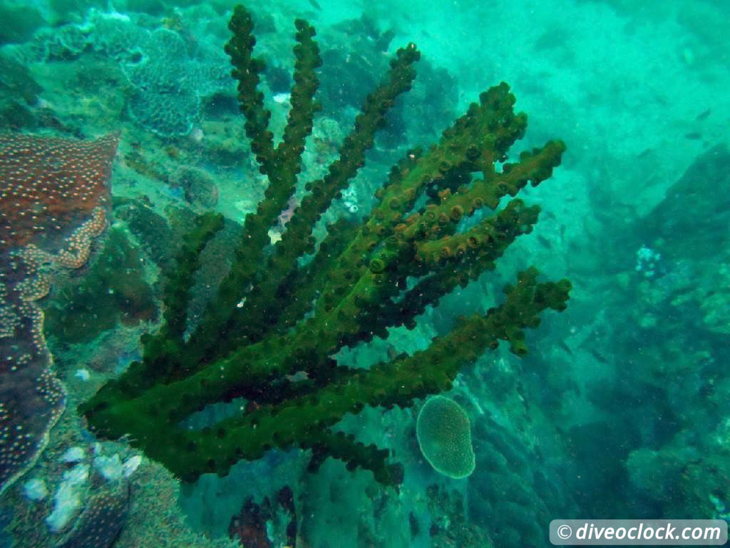 Koh Rong Diving with Sharks Nudibranch in Cambodia Koh Rong Cambodia Diveoclock 7