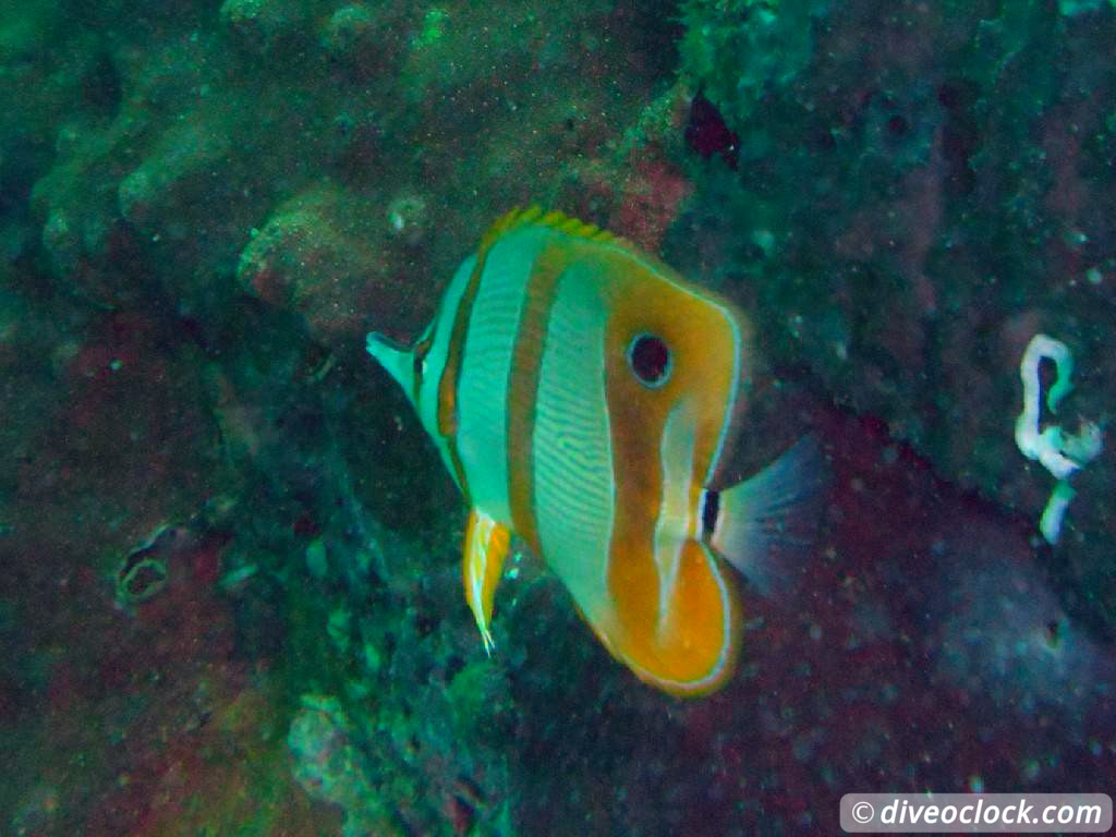 Koh Rong Diving with Sharks Nudibranch in Cambodia Koh Rong Cambodia Diveoclock 8