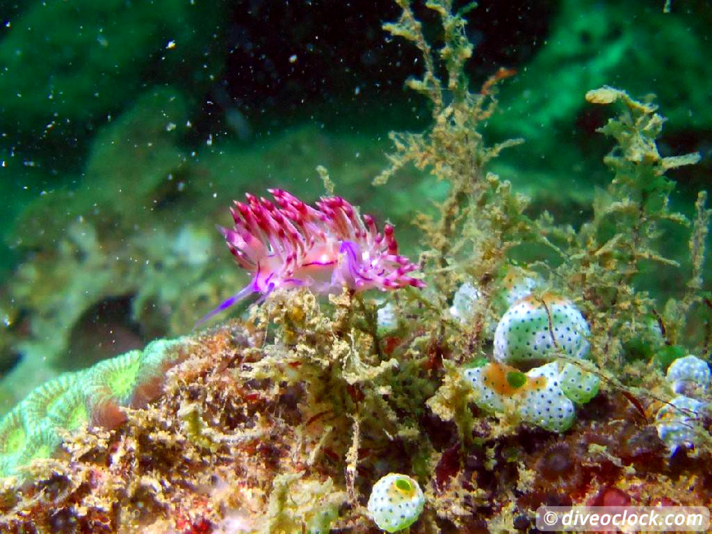 Koh Rong Diving with Sharks Nudibranch in Cambodia Koh Rong Cambodia Diveoclock 9