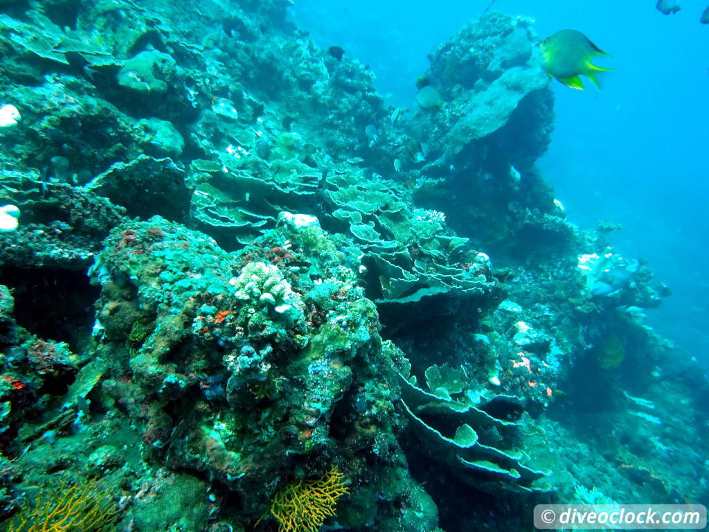 Amed One of Bali S Best Dive Destinations Indonesia  Bali Amed 5