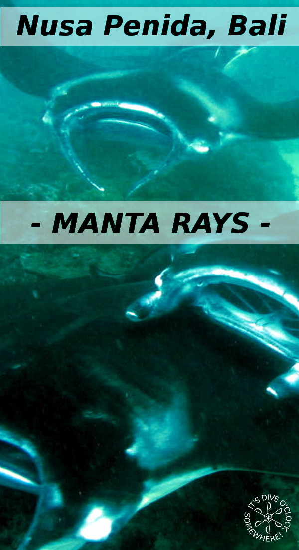 Nusa Penida - SCUBA Diving with Manta Rays and Mola Molas (Bali, Indonesia)
