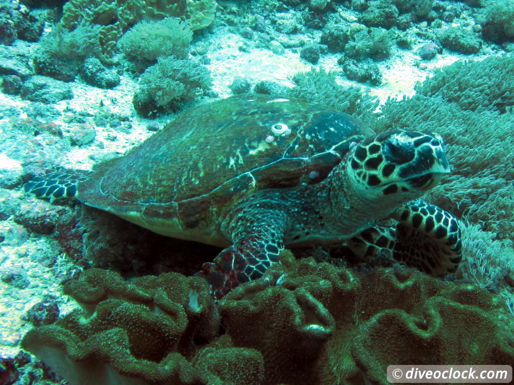 Nusa Penida SCUBA Diving with Manta Rays and Mola Molas Bali Indonesia  Bali Nusa Penida 16