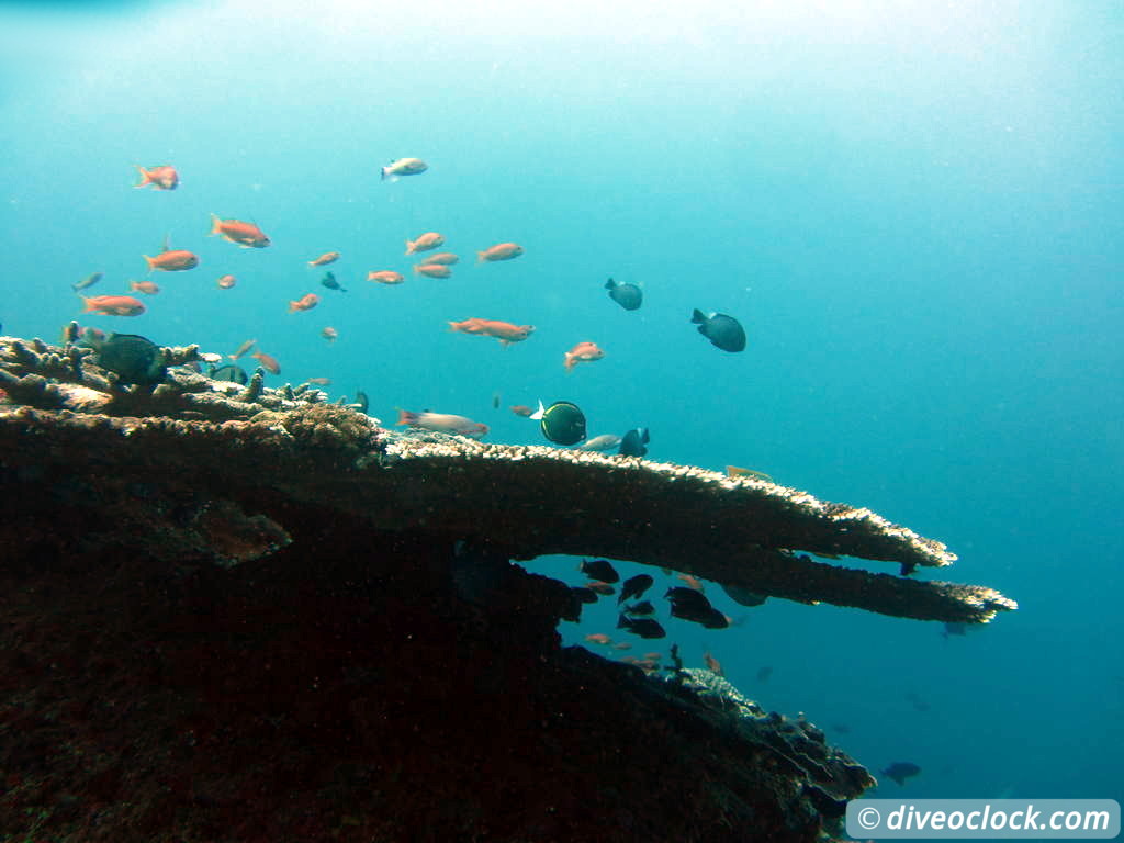 Nusa Penida SCUBA Diving with Manta Rays and Mola Molas Bali Indonesia  Bali Nusa Penida 24