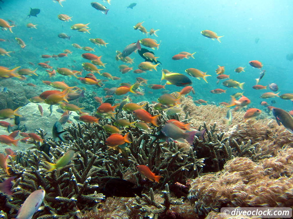 Nusa Penida SCUBA Diving with Manta Rays and Mola Molas Bali Indonesia  Bali Nusa Penida 27